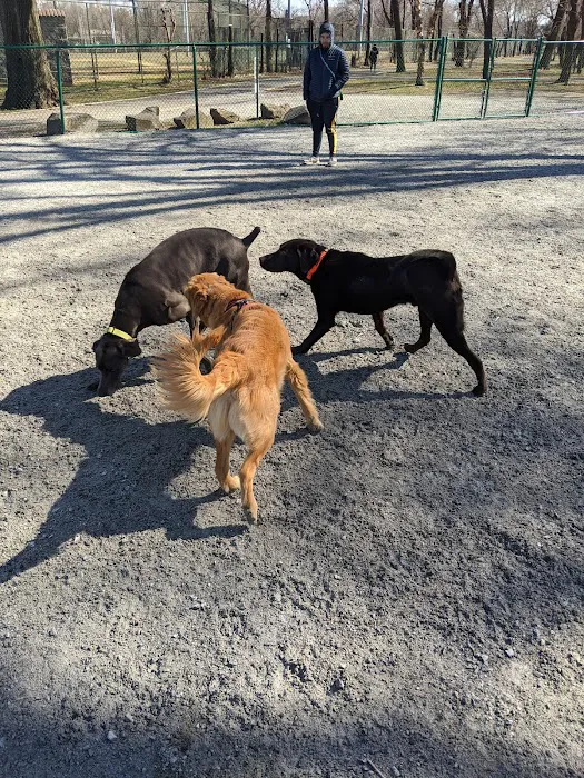 Lincoln Park Dog Run 10