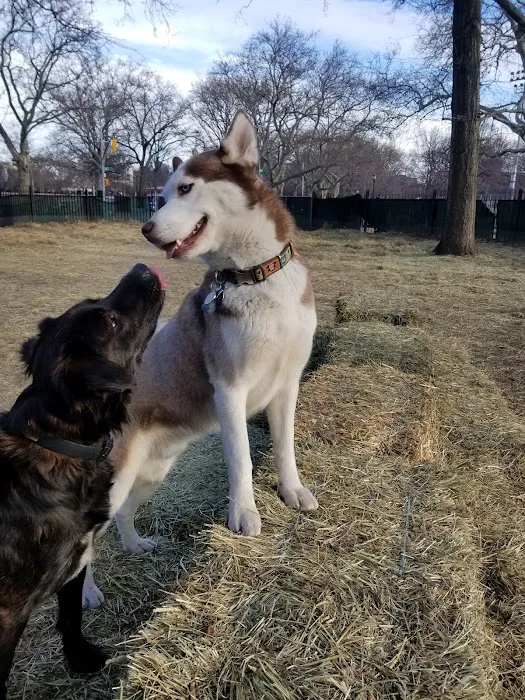 McCarren Park Dog Run 1