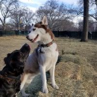 McCarren Park Dog Run ico