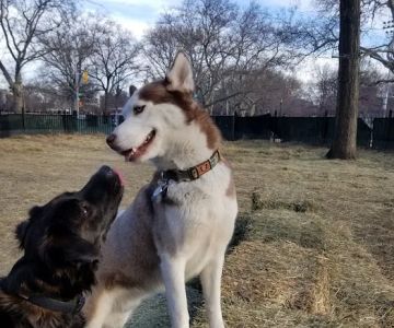 McCarren Park Dog Run