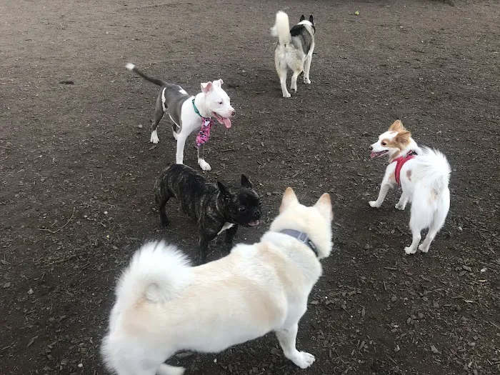 McCarren Park Dog Run 9