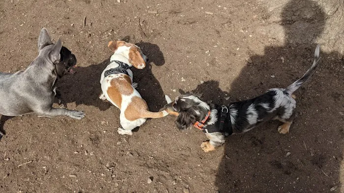 McCarren Park Dog Run 6