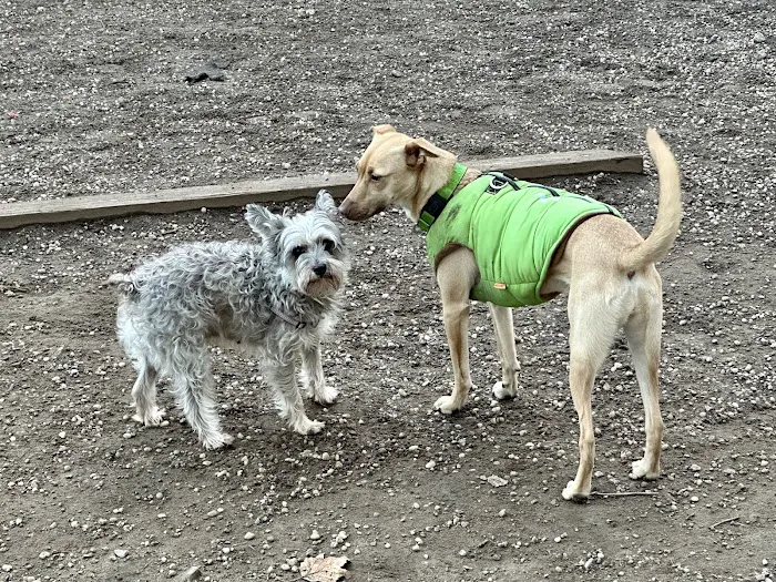McGrowl-Lick Park Dog Run 2