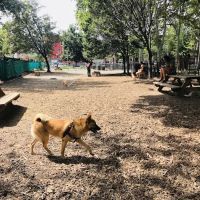 McGrowl-Lick Park Dog Run ico