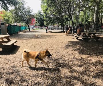 McGrowl-Lick Park Dog Run
