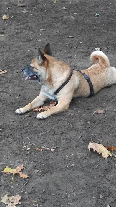 McGrowl-Lick Park Dog Run 6
