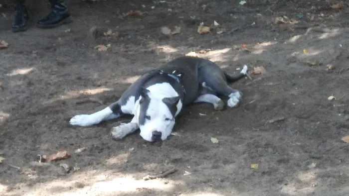 McGrowl-Lick Park Dog Run 8