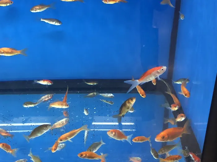 Petco 4