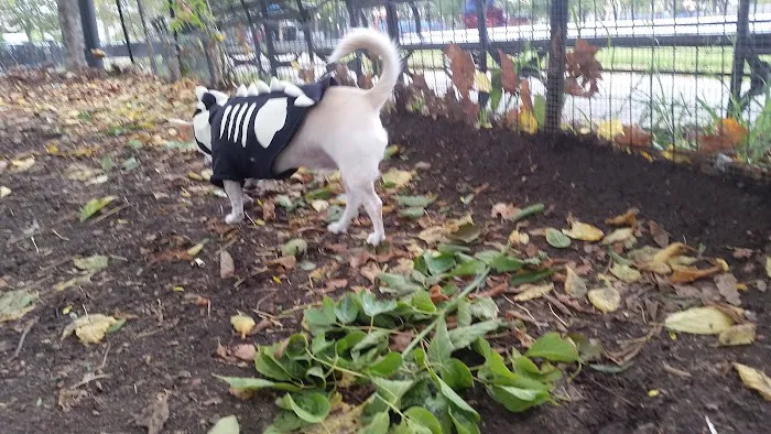 Cooper Park Dog Run 2