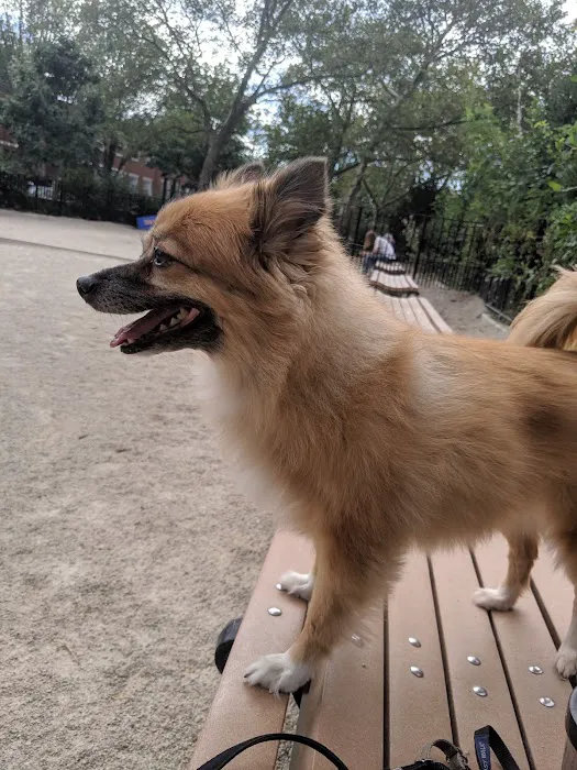 Cooper Park Dog Run 3