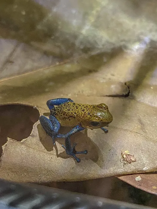 FROGDADDY LLC 7