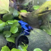 FROGDADDY LLC ico