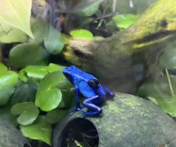 FROGDADDY LLC