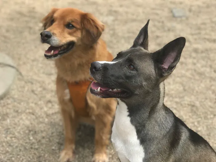 LIC Dog Park 7