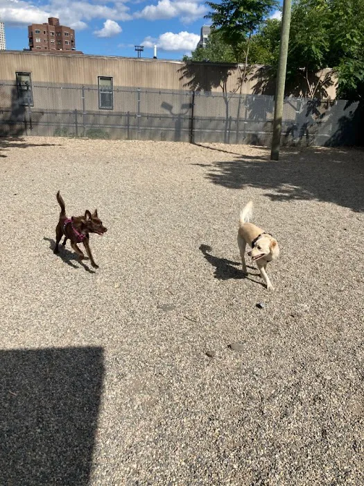 LIC Dog Park 5