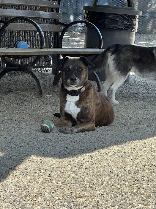 LIC Dog Park 1