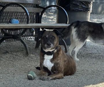 LIC Dog Park