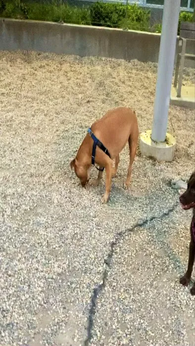 Dog Park Of Gantry Plaza State Park 7