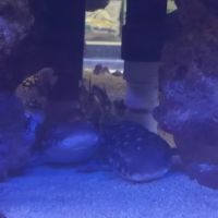 Aquatica ico
