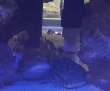 Aquatica