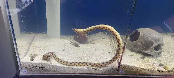 Aquatica 5