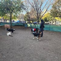 Murray Playground Dog Run ico