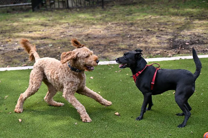 Frank Decolvenaere Dog Run 1