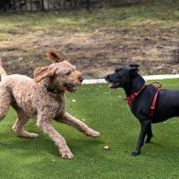 Frank Decolvenaere Dog Run ico