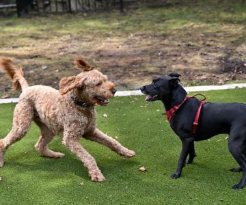 Frank Decolvenaere Dog Run