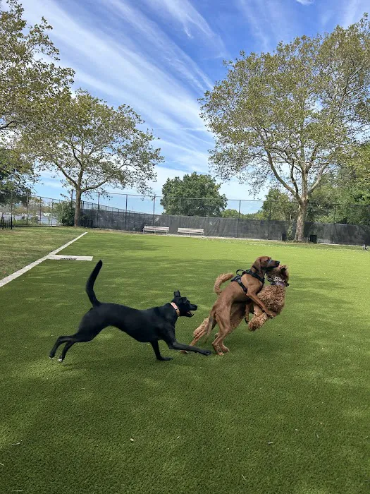 Frank Decolvenaere Dog Run 6