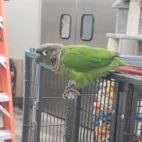 Pet Supermarket ico