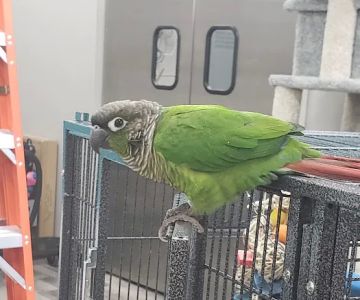 Pet Supermarket