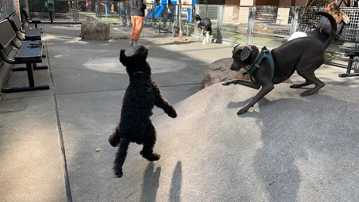 Silver Towers Dog park 1