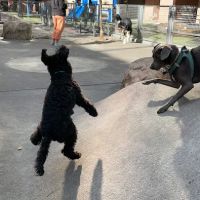 Silver Towers Dog park ico