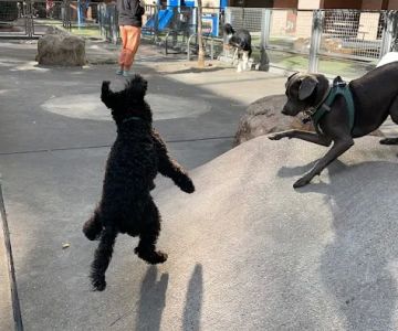 Silver Towers Dog park