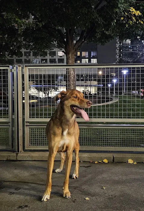 Silver Towers Dog park 5
