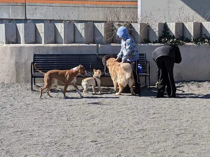 East River Esplanade Dog Run 4