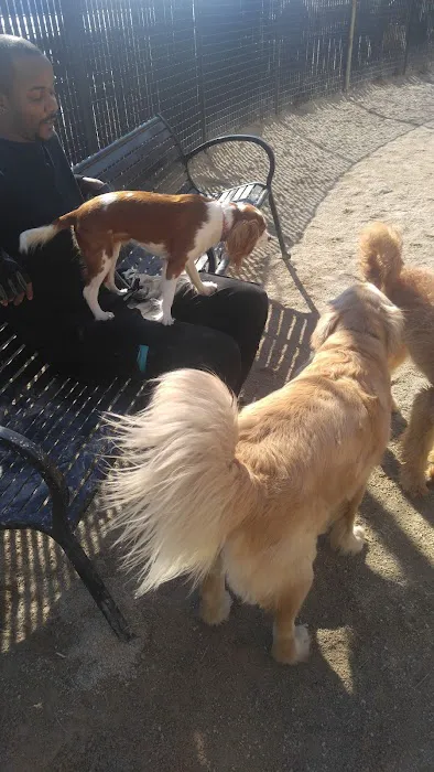 Andrew Haswell Green Dog Park 8