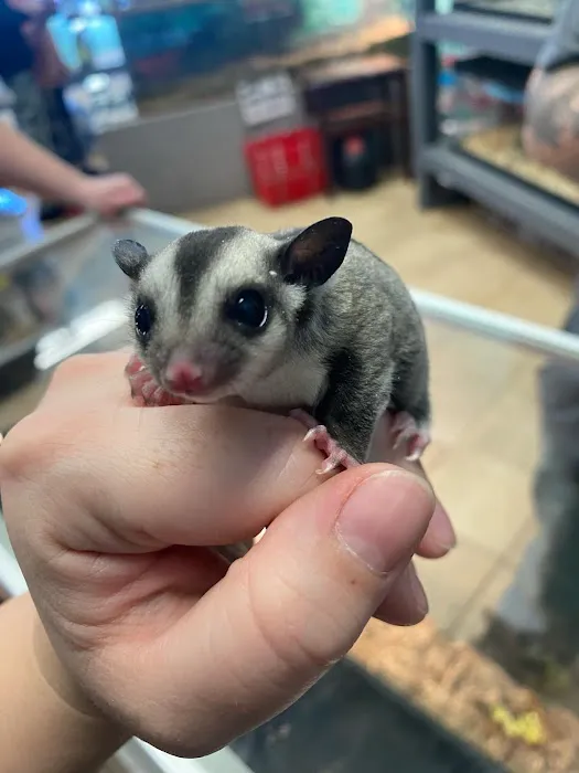 K-BAM Exotic Pet Store 2 1