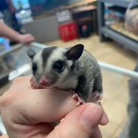 K-BAM Exotic Pet Store 2 ico