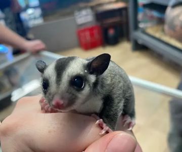K-BAM Exotic Pet Store 2