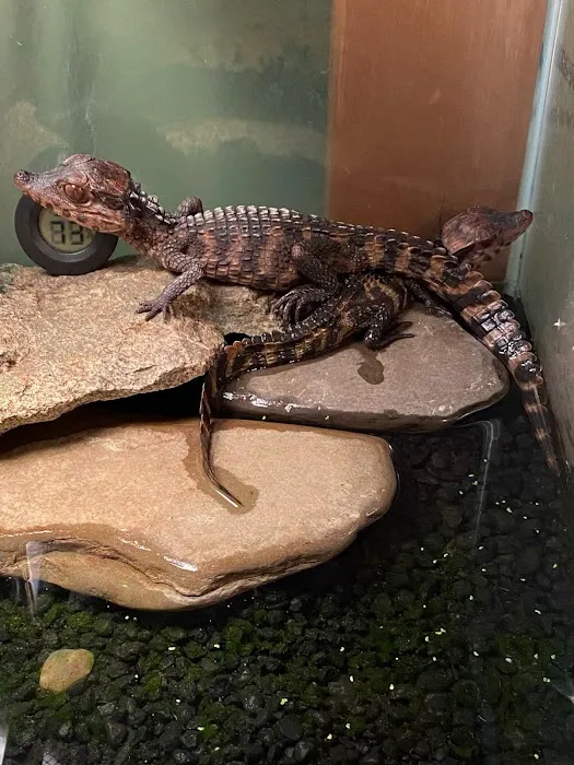 K-BAM Exotic Pet Store 2 10