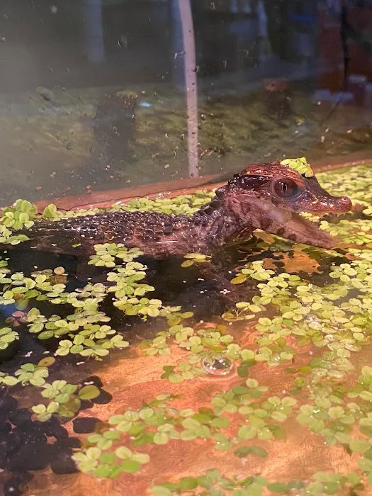 K-BAM Exotic Pet Store 2 9
