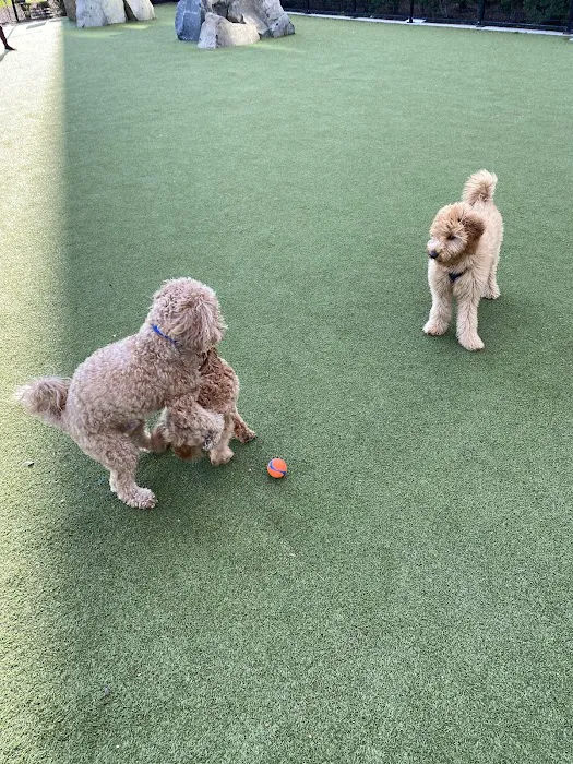 Estuary Apartment Dog Park 6