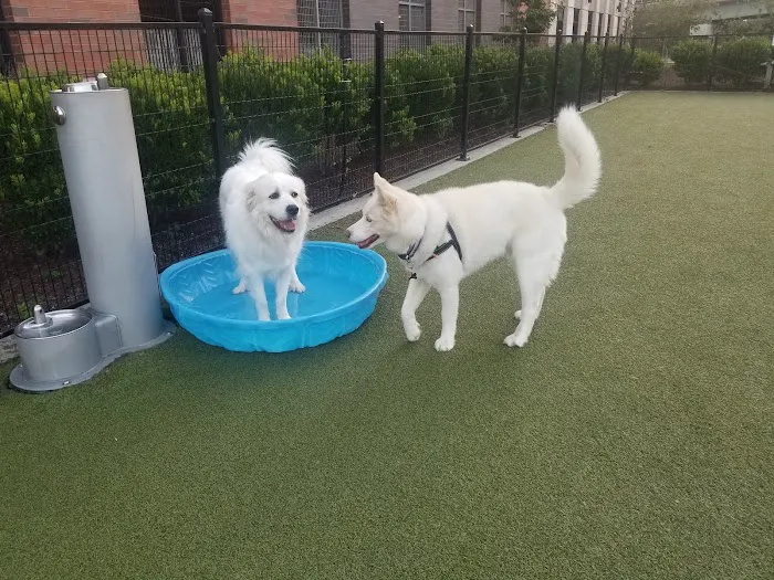 Estuary Apartment Dog Park 5