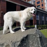 Estuary Apartment Dog Park ico