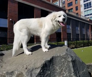 Estuary Apartment Dog Park