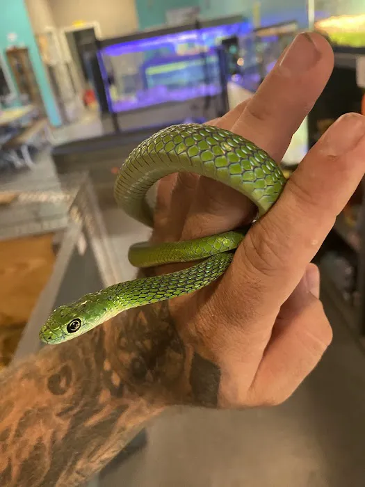 K-BAM Exotic Pet Store 5