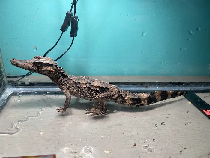 K-BAM Exotic Pet Store 9