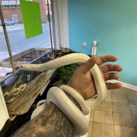 K-BAM Exotic Pet Store ico